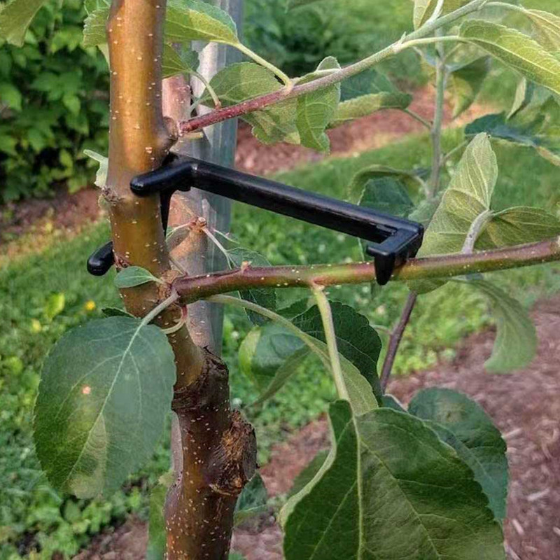 Fruit Roll Up - Ściągacz do gałęzi drzew owocowych Roślina