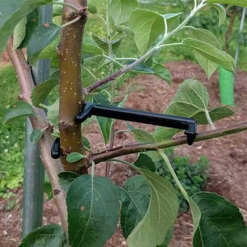 Ściągacz do gałęzi drzew owoco – Fruit Roll Up recenzja i cena